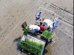 春播大地织绿锦，秋收丰野稻花香——全鹤壁市水稻插秧义务圆满收官！-营口鹤壁市农业农村局