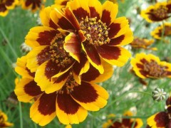 供应酒泉蓝翔园艺 景观花卉花卉种子混色、单色花卉种子、矮杆蛇目菊、多花金鸡菊