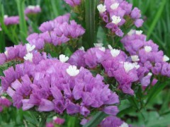 蓝翔园艺 供应厂家直销花卉种子、彩色包装种子、精品花卉种子 勿忘我 种子批发  花海项目  园林景观