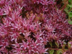 供应花卉种子景天花卉种子、景天、佛甲草属种子种苗 蓝翔园艺