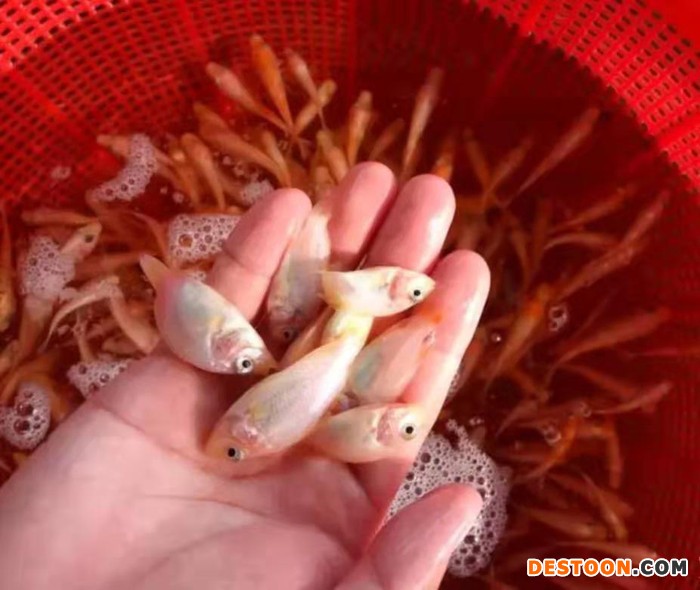 港兴水产 红罗非鱼苗下塘水温几度合适