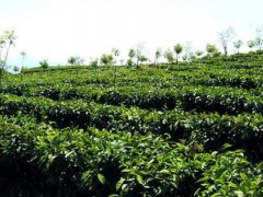 种植业如何掌握无公害茶叶高效种植技术