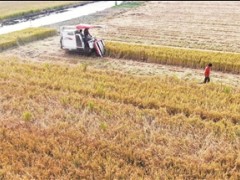 今年秋粮总产估量增收近2万吨-南通泰州市人民政府