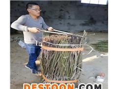 文玩核桃苗育苗厂家在哪里、找哪家公司靠谱—裕农农业