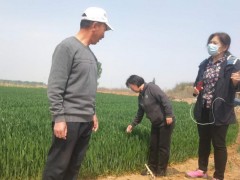 石家庄市农业农村局指导 来我县督导谷子地块落实