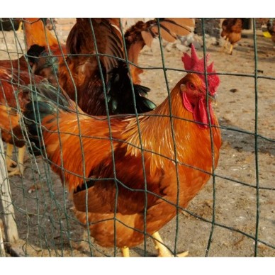 [供]7个月红公鸡低价出售全程粉料