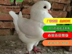 幼鸽子苗 蛋鸽子苗 山鸽子苗 元宝鸽子苗