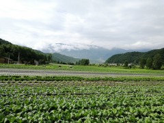 宝鸡：太白获批创建省级现代农业产业园