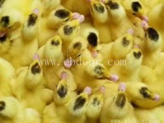 哈尔滨火鸭苗厂家直销货源充足