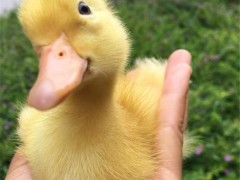 鼎发养鹅场批发大三花鹅 批发各种优质鹅苗、鹅雏 招鹅苗代理