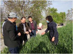 鹤壁市农业农村局督导麟游县小麦条锈病防控义务-宝鸡鹤壁市农业农村局