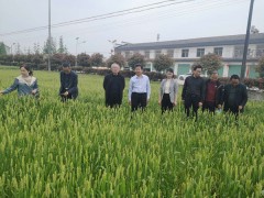 城固：省晋中市植保专家反省城固县小麦病虫防效
