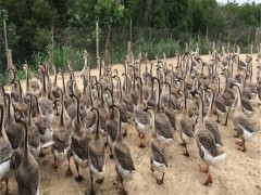 鼎发养鹅场批发雁鹅 鹅苗价格 狮头鹅鹅苗价格