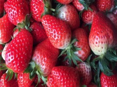 河南草莓苗_桃熏草莓苗_章姬草莓苗_甜查理草莓苗_妙香草莓苗 优质草莓苗供应 红颜草莓  草莓苗基地
