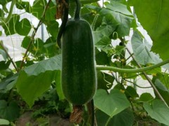 节瓜种植技术与栽培管理办法