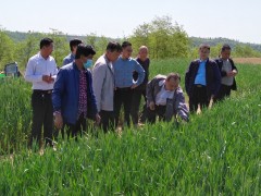 鹤壁市局驻麟游督导组持续督导小麦条锈病防控义务-宝鸡鹤壁市农业农村局