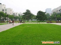 二月蓝草种种植基地(图)-孔雀草厂家批发-普洱孔雀草