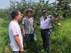 晋中市园艺站到盱眙县青牛山梨业种植协作社技术指点