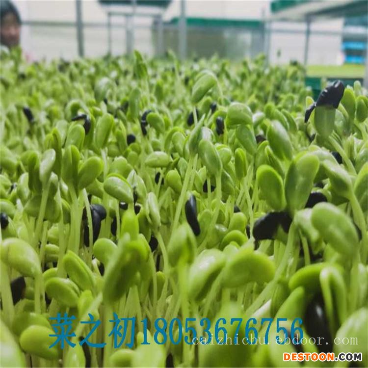 江苏蔬菜室内种植技术菜之初优质企业