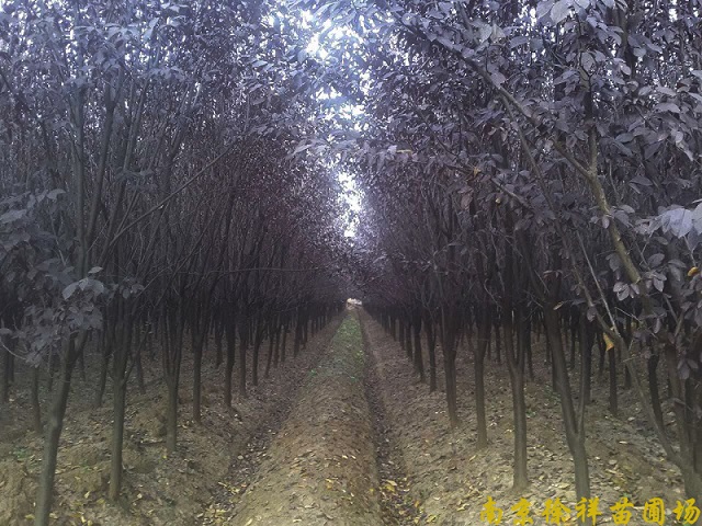 供应紫叶李等多种绿化苗木