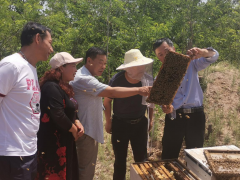 尧都区农广校 举行蜜蜂春繁技术培训班-区县静态