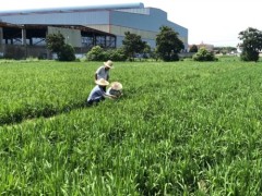 2020年水稻拔节长穗期管理技术意见