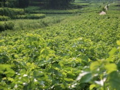 丝绸编织出农民致富梦