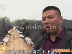 鸿福羊肚菌种植(图)-野生羊肚菌的价格-邯郸羊肚菌