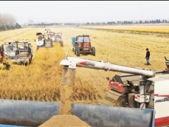 水稻测产-南通泰州市人民政府