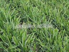 台湾红心火龙果苗采摘园来电咨询