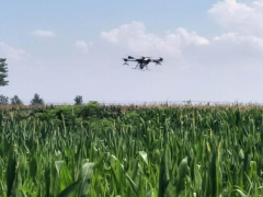 暴雨事先兰陵县积极展开玉米“一喷多防”保歉收-临沂市农业农村局