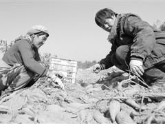 安次区葛渔城：红薯歉收带增收