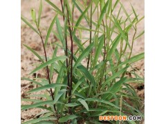 【龙飞种业】北柴胡种子*中草药柴胡种子*柴胡种子批发零售*北柴胡种子厂家直销 *北柴胡种子种植技术技术*家种柴胡籽