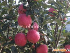 苹果新品种-苹果新品种介绍-现代果业苗木品种(优质商家)