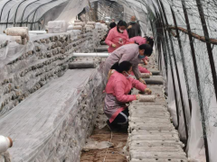 商洛各区县战疫扶贫两手抓 看看他们都是怎样干的