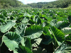 上杭：【小芋头大财富】南阳镇槟榔芋种植“钱”景阔