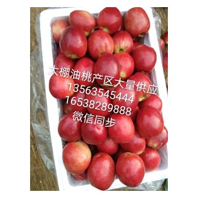 [供]山东冠县大棚油桃品种齐全4号5号9号