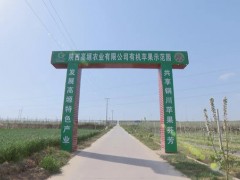 耀州：高塬农业现代农业园区千亩苹果今年进入盛产期