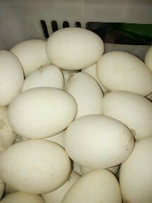 [供]出售鲜鹅蛋