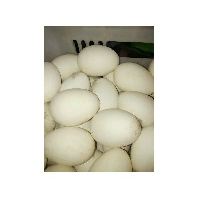 [供]出售鲜鹅蛋