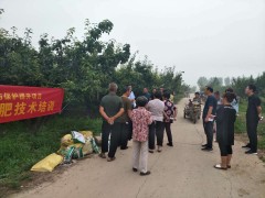 沧州沧州市召开优质梨土壤改进施肥技术培训现场会
