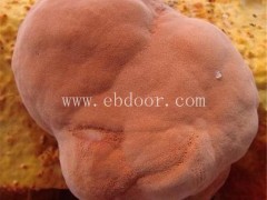 种植牛樟芝-牛樟芝-长程天麻牛樟芝销售(查看)