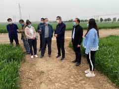 西安：省农技站站长来临潼区调研指点小麦绿色高质高效创建义务