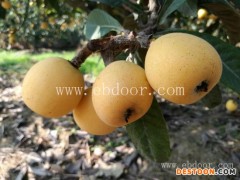 冠玉枇杷苗出售-冠玉枇杷苗-岗峰农场——好苗木(查看)