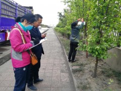 韩城：积极做好苹果蠹蛾疫情监测义务