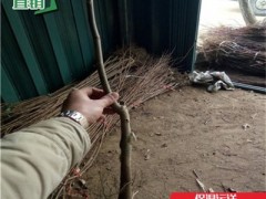 冠核一号核桃苗多少钱一棵、强特核桃苗哪里便宜