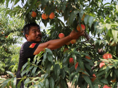 河北省固安县板材村：鲜桃甜了小康路