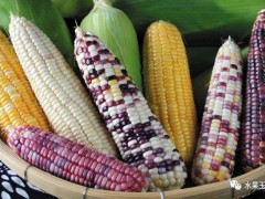 西安：你了解鲜食甜、糯玉米吗？