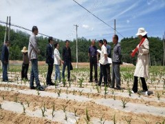 鹤壁市农科院粮油专家团队内行动系列之果园套种大豆、地膜玉米消费技术入户行 -宝鸡鹤壁市农业农村局