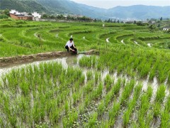 安康：平利稻渔综合种养方式构筑平利田园新景象